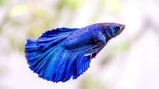 Betta මාලු ගැන හැමදේම සිංහලෙන් Betta fish care in sinhala  Fighter fish  Care [upl. by Nahtnanhoj]