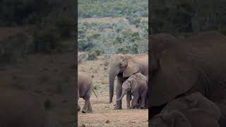 African Elephant – Exploring the savannah grasslands nature [upl. by Ahterod995]