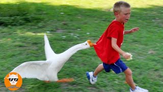 Funny Goose Chasing Babies Compilation  Just Funniest [upl. by Dinnie]