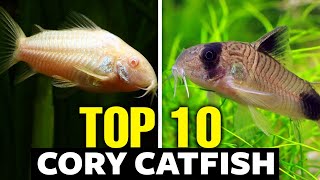 Top 10 Cory Catfish Types  The Best Catfish For Your Aquarium [upl. by Mailliw]