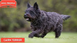 Cairn Terrier  The Small Working Dog  Dog Lovers [upl. by Souza]