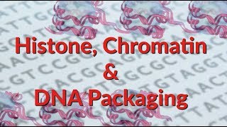 Histone  Chromatin  Nucleosome  DNA Packaging [upl. by Piderit]