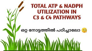 TOTAL ATP amp NADPH UTILIZATION IN C3 AND C4 PATHWAYS PHOTOSYNTHESIS IN HIGHER PLANTS IN MALAYALAM [upl. by Amor]