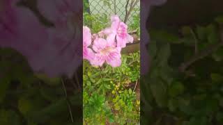 Pink Trumpet Vine Tecoma Pink  Podranea Ricasoliana nature plants flowers [upl. by Ardnuassac627]