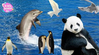 Songs about pandas dolphins pigeons penguins  Kids Bonbi AI [upl. by Akcir]