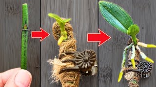 How to propagate orchids from flower branches faster than ever [upl. by Haskel]