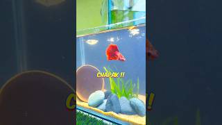 🙀 Betta Fish Tank Setup  Fintastic ytshorts shorts bettafish [upl. by Utas]