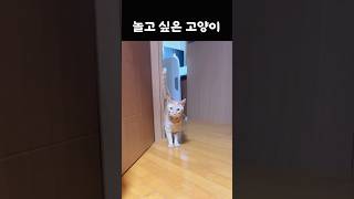 놀고 싶은 고양이 shorts shortvideo cat 고양이 [upl. by Nata513]