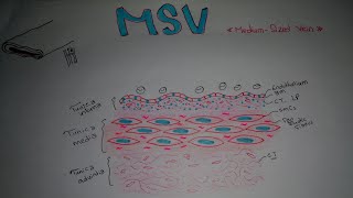 Histology of MediumSized Vein MSV [upl. by Kolodgie]