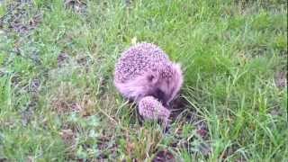 Newborn hedgehog nyfödd igelkott [upl. by Atsahs]