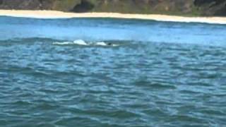 Dolphins attack porpoises in Monterey Bay [upl. by Naujik]