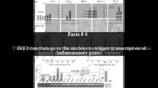 The cGAS â€“ STING cytosolic DNA sensing pathway Top  11 Facts [upl. by Daisi506]