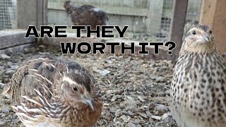 Things I Wish I Knew Before Raising Coturnix Quails [upl. by Nashner]