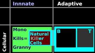 Lymphocyte Histology Natural Killer Cell Helper T Cytotoxic T cell B plasma antibody nucleus [upl. by Pandora76]