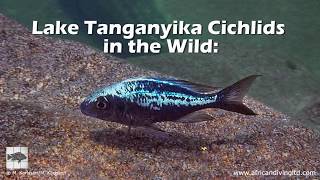 Lake Tanganyika Cichlids in the Wild People and places [upl. by Naresh]