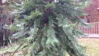 Wollemi Pine [upl. by Ynneg874]