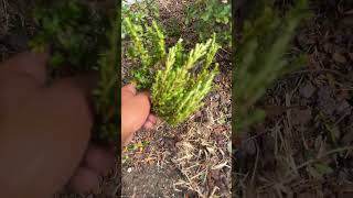 WHAT IS THIS DISEASE horticulture helpme [upl. by Candis]