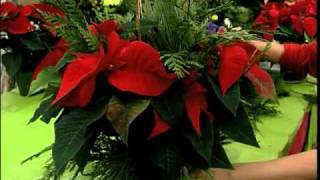 How to Dress up your Poinsettia [upl. by Lister]