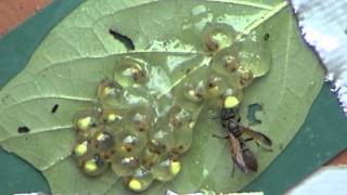 Wasp attack and induced hatching of redeyed treefrog eggs [upl. by Diarmid]