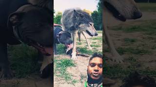 Dog vs Wolf between play game। Wolf।Dog short wolf [upl. by Spring]