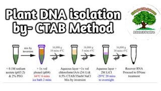 Plant DNA extraction by CTAB Method [upl. by Assennav]