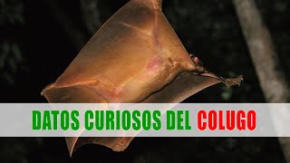 El lémur volador Colugo  Datos curiosos de animales [upl. by Idel]