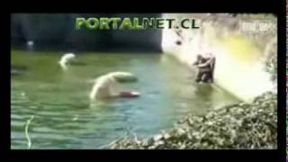 Polar Bear Attacks Woman At Berlin Zoo exclusive full version [upl. by Service455]