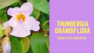 How to transplant and take care of Thunbergia GrandifloraBengal Clock Vine Kukua Loti in Assamese [upl. by Hiltner695]