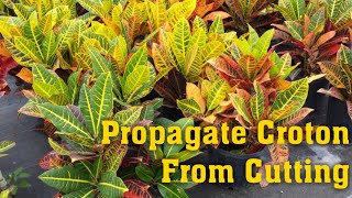 Grow Croton Plant  How to propagate croton from cutting [upl. by Holbrook]