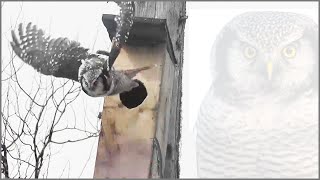 Building A Nesting Box For Owls birdhouse DIY [upl. by Adachi354]