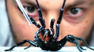 Cómo obtener VENENO de la ARAÑA más PELIGROSA del MUNDO [upl. by Alboran]