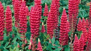 How to Plant Lupine Seeds [upl. by Halima]