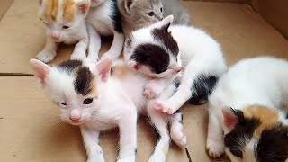 Poor kittens hid in a large box that protected them and eagerly waited for mothers milk [upl. by Aihc]