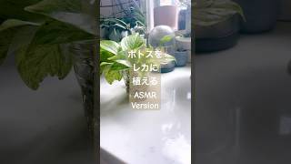 Plant ASMR ✨ asmrsounds 観葉植物 houseplants 植物のある暮らし indoorplants plantcare 植物属インテリア科 キッチン [upl. by Ydissac739]