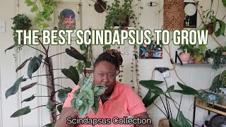 Scindapsus Collection [upl. by Notneb]