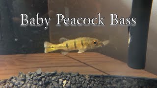 New Baby Hybrid Peacock Bass [upl. by Edea]