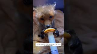 This lost baby fox ran up to the man feet to ask for help and then animalshorts fox [upl. by Ssor475]