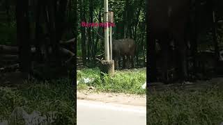 Barasingha rare 😍😍 trending viralshorts animals youtubeshorts youtube shorts short [upl. by Atika]