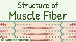 Structure of a Skeletal Muscle Fiber  Sarcomere Thick filament Thin filament Actin Myosin etc [upl. by Ignatzia]