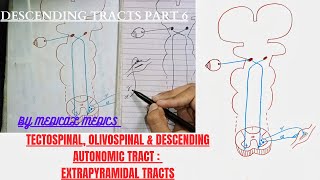 Descending Tracts  Tectospinal  Olivospinal amp Descending Autonomic Tracts  Extrapyramidal Tracts [upl. by Adahsar]