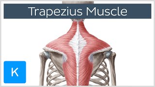 Trapezius Muscle  Origin Insertion Actions  Human Anatomy  Kenhub [upl. by Enyluqcaj]