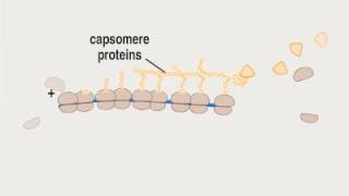 04 3 Biosynthesis P ssRNA [upl. by Natsrik231]