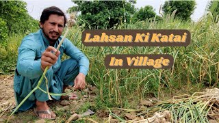 Lahsan Garlic Ki Katai  Village Series Part 3  Vlog  76  Abrar Javed  Vlog Pakistan [upl. by Halima]