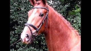 wwwsporthorsesonlinecom 2010 stallion prospect [upl. by Jermain748]