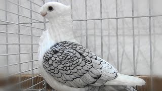 Pigeon Satinette liseré noir  Oriental Frill  Orientalische Mövchen  Hünkari Güvercin [upl. by Tayyebeb]