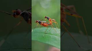 FileMATING WILD FLIES 🪰🐝youtubeshorts viralvideo short shorts macrophotographers [upl. by Anidan]