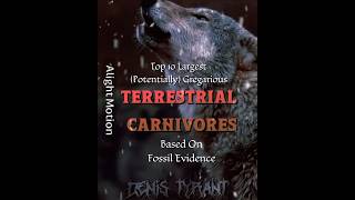 Top 10 Largest Potentially Gregarious Terrestrial Carnivores Based On Fossil Evidence [upl. by Upali]