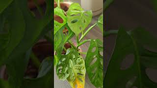 Monstera Monkey monstera monkey variegata green world bitkibakımı bitki plants garden [upl. by Elisee]