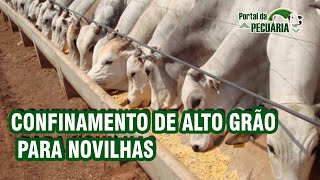 Confinamento de alto grão para novilhas [upl. by Nuhsed]