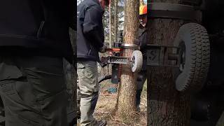 Best Automatic Tree Pruning Device Ever [upl. by Nadaba]